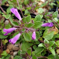 Acinos alpinus